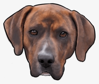 This Week On “why Are You A Dog” We Talk About The - Rhodesian Ridgeback