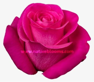 Pink Floyd Roses - Floribunda