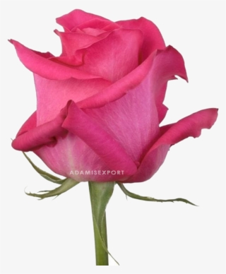 Pink Floyd Rose - Garden Roses