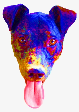 The Image On The Left Is Awesome, But I Didn't Like - Miniature Pinscher