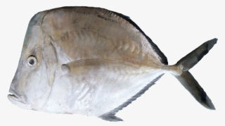 Cara E Caballo - Hairfinned Silverfish