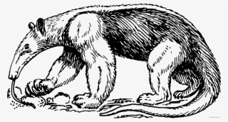 Anteater Animal Free Images Clipartblack - Anteater Black And White
