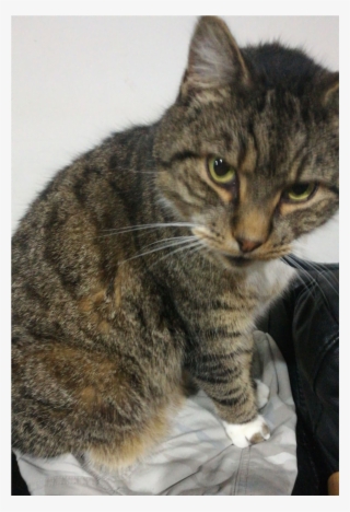 Sightings - Domestic Short-haired Cat