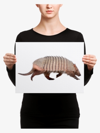 Armadillo Canvas - Canvas Print