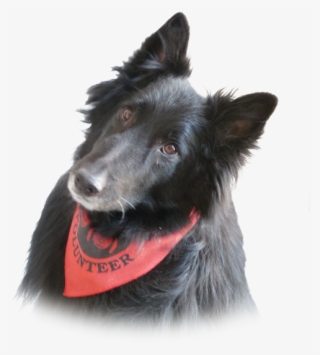 Dog Catches Something