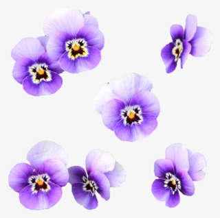Fiori Viola Png