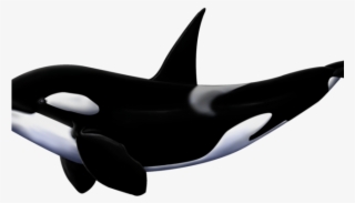 Orca Clipart White Background - Orcas Png