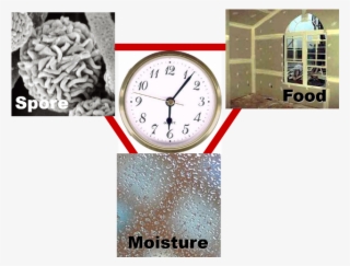 What Causes Mold To Grow - Quartz Clock