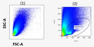 Tumor Cells At Different Voltage - Tumor Infiltrating Lymphocytes Fsc Ssc