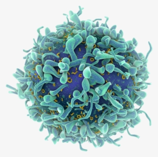 T-cell - Cientificos Logran Medir La Velocidad De La Muerte