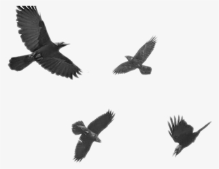 Crows Sticker - Black Raven