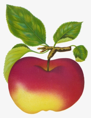 Mac Clipart - Fruit Clip Art