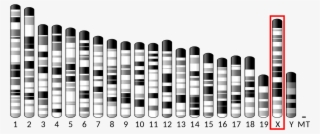 Ideogram House Mouse Chromosome X - Chromosome 15