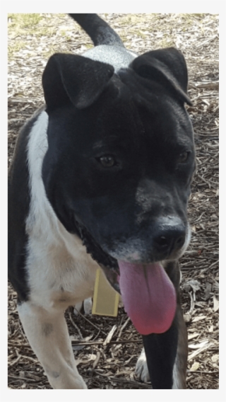 Photo Of Mac - Staffordshire Bull Terrier