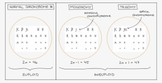 Diagram Illustrating Euploidy And Aneuploidy - Circle
