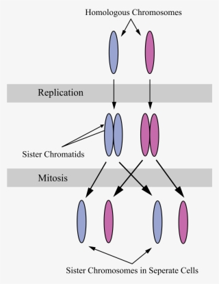 Sister Chromatids