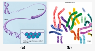 In This Illustration, Dna Tightly Coiled Into Two Thick - Fragile X Syndrome