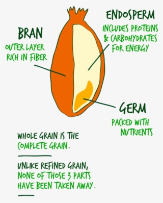 Illustration Of A Whole Grain - Orange