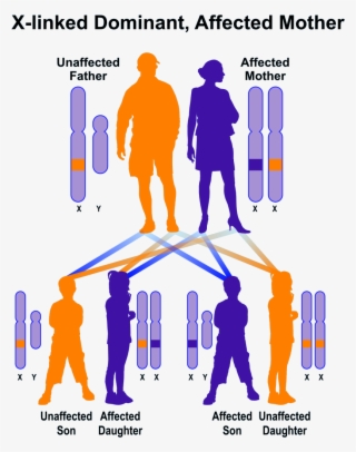 X-linked Dominant, Mother Affected - X Linked Dominant