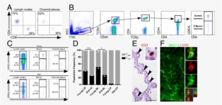 The Choroid Plexus Is Populated By Effector Memory - Cd4 Choroid Plexus