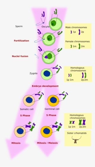 Association Of Father And Mother Chromosomes During - Circle