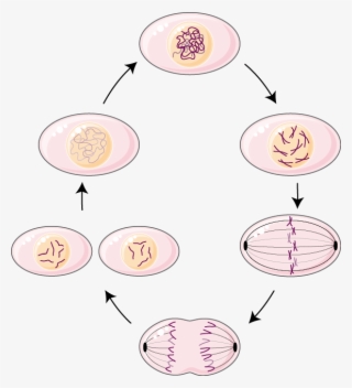 Genetics - Chromosome - Circle