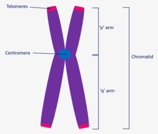 Structure Of A Chromosome Showing Two Identical Chromatids - Slope