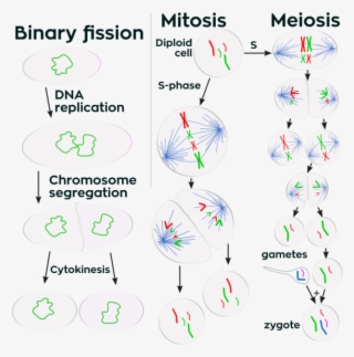Positions Of Chromosomes In Cellular Division - Division Of Cell
