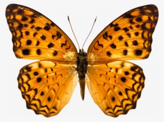 Exclusive Free Images Butterfly Innovative Png Image - Butterfly Image Free Download