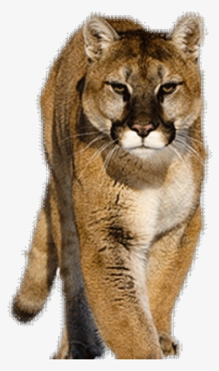Cougar Clipart University Houston - Cougar Transparent