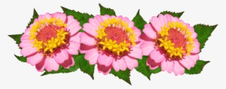 Flowers, Arrangement, Pink, Floral - Common Zinnia