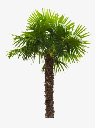 Nature, Tree, Palm, Palm Fronds, Tribe, Coconut Tree - তাল গাছ Png