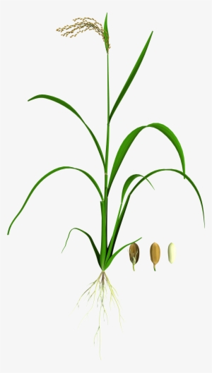 130 Oryza 01 Lit - Grass