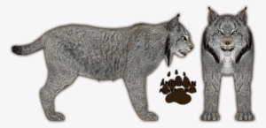 Canadian Lynx - Canadian Lynx Side View