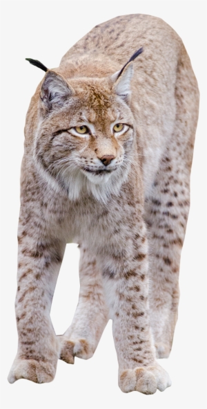 Lynx Standing Png Image - Cat Png High Quality