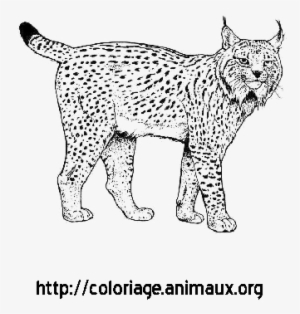 Lynx Png Background Image - Lynx