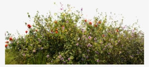 Unrestricted And Commercial Friendly Stock - Ground Cover Png