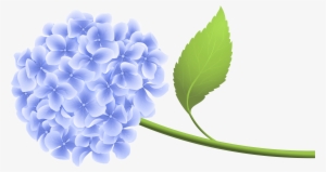 Hydrangea Clipart Transparent Background