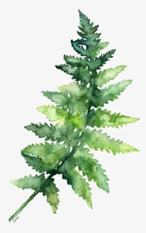 Fern Pine Png - Watercolor Leaves Png Transparent