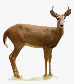 Appears To Be A Doe With Antlers - White Tailed Deer Transparent