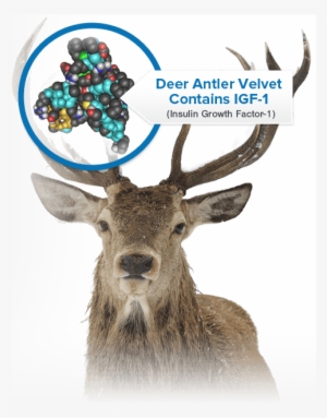 Dvx Pro Liquid Is A Highly Bioavailable Form Of The - Poduszka Jeleń