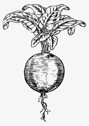 Vector Library Beets Drawing Logo Beats - Beet Clip Art