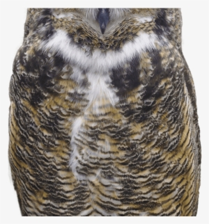 Download Owl Free Png Photo Images And Clipart Freepngimg - Great Horned Owl Transparent Background