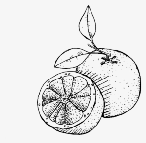 Pink Grapefruit - Sketch