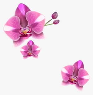 Png Клипарт "realistic Vector Delicate Orchids" - Delicate