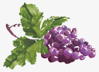 Grapes