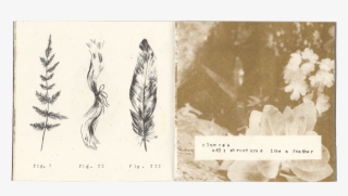 13 - 14 - Flatworm