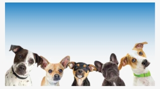 Paws In The Park - Banner Perros