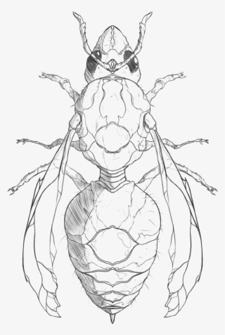 Hanuman Drawing Pen - Tiger Beetle