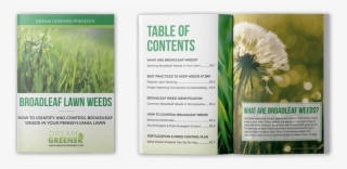 Lawn Weeds E-book Download - Dandelion